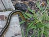 Garter snake of LDEO, Columbia Univ., Palisades, N.Y., USA
