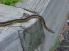 Garter snake of LDEO, Columbia Univ., Palisades, N.Y., USA