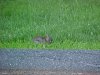 Rabbit of LDEO, Columbia Univ., Palisades, N.Y., USA