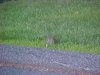 Rabbit of LDEO, Columbia Univ., Palisades, N.Y., USA