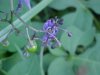 Bittersweet Nightshade; Climbing Nightshade; Deadly Nightshade (Solanum dulcamara) (its toxin is not fatal)