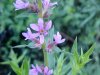Purple Loosestrife; Spiked Loosestrife (Lythrum salicaria)