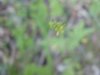 Out of focus Hedge Mustard (Sisymbrium officinale)