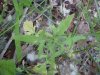 Hedge Mustard (Sisymbrium officinale)