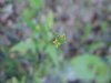 Hedge Mustard (Sisymbrium officinale)