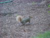 Squirrel of LDEO, Columbia Univ., Palisades, N.Y., USA