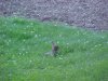 Rabbit of LDEO, Columbia Univ., Palisades, N.Y., USA