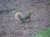 Squirrel of LDEO, Columbia Univ., Palisades, N.Y., USA
