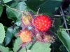 Of the Wild Red Raspberry family (Rubis idaeus)