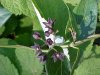 Black swallow-wort (Cynanchum nigrum; Cynanchum rossicum)
