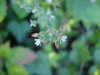 Enchanter's Nightshade (Circaea lutetiana)