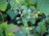 Enchanter's Nightshade (Circaea lutetiana)
