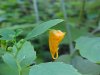 Pale Touch-me-not;  Jewelweed (Impatiens pallida)