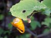 Pale Touch-me-not;  Jewelweed (Impatiens pallida)
