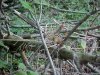 Chipmunk of LDEO, Columbia Univ., Palisades, N.Y., USA