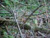 Chipmunk of LDEO, Columbia Univ., Palisades, N.Y., USA