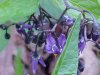 Bittersweet Nightshade; Climbing Nightshade; Deadly Nightshade (Solanum dulcamara)