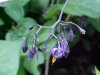Bittersweet Nightshade; Climbing Nightshade; Deadly Nightshade (Solanum dulcamara)