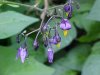 Bittersweet Nightshade; Climbing Nightshade; Deadly Nightshade (Solanum dulcamara)