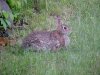 Rabbits of LDEO, Columbia Univ., Palisades, N.Y., USA