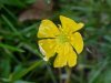 Common Buttercup (Ranunculus acris)