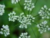 Wild Angelica (Angelica   triquinata) - described as closely  resembling the very poisoness Water Hemlock (Cicuta maculata)