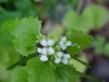 Garlic Mustard (Alliaria petiolata)