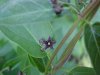 Black swallow-wort (Cynanchum nigrum; Cynanchum rossicum)