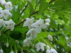 Wildflowers of LDEO, Columbia Univ., Palisades, N.Y., USA