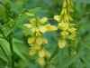 Yellow Sweet Clover (Melilotus officinalis)