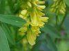 Yellow Sweet Clover (Melilotus officinalis)