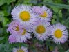 Philadelphia Fleabane (Erigeron philadelphicus)