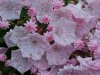 Mountain Laurel (Kalmia latifolia)