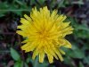 Common Dandelion (Taraxacum officinale)