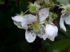 Allegheny Blackberry  (Rubus allegheniensis porter agg)