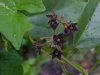 Black swallow-wort (Cynanchum nigrum; Cynanchum rossicum)