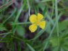 Canadian Dwarf Cinquefoil (Potentilla canadensis)