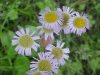 Daisy Fleabane (Erigeron annus)