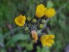 Yellow Hawkweed; King Devil (Hieracium caespitosum; Hieracium pratense; Hieracium floribundum)