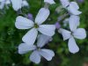 Dame's Rocket; Dame's Violet; Mother-of-the-Evening (Hesperis matronalis)
