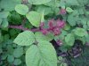 Of the Wild Red Raspberry family (Rubis idaeus)