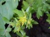 Stringy Stonecrop, Yellow Moss, Graveyard Moss (Sedum sarmentosum) - thanks to Gottfried Unger for correction: was misidentified as Wild Stonecrop (Sedum ternatum)