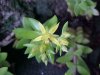 Stringy Stonecrop, Yellow Moss, Graveyard Moss (Sedum sarmentosum) - thanks to Gottfried Unger for correction: was misidentified as Wild Stonecrop (Sedum ternatum)