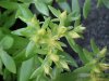 Stringy Stonecrop, Yellow Moss, Graveyard Moss (Sedum sarmentosum) - thanks to Gottfried Unger for correction: was misidentified as Wild Stonecrop (Sedum ternatum)