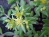 Stringy Stonecrop, Yellow Moss, Graveyard Moss (Sedum sarmentosum) - thanks to Gottfried Unger for correction: was misidentified as Wild Stonecrop (Sedum ternatum)