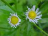 Philadelphia Fleabane (Erigeron philadelphicus)