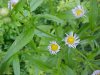 Philadelphia Fleabane (Erigeron philadelphicus)