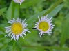 Philadelphia Fleabane (Erigeron philadelphicus)