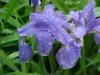 Blue Flag (Iris versicolor) (from flagge, the old English for 'rush' or 'reed')