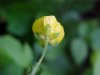 Common Buttercup (Ranunculus acris)